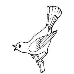 Coloriage Oiseau à longues plumes de queue sur branche