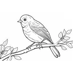 Coloriage Oiseau à queue étirée et pattes griffues