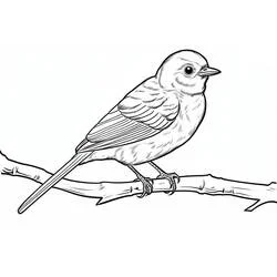 Coloriage Oiseau assis tourné vers la gauche, tête haute
