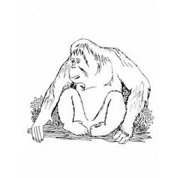 Orang Outan - Coloriages gratuits à imprimer