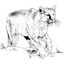 Coloriage Panthère marchant sur un rocher