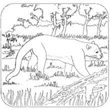 Coloriage Panthère marchant dans les marais