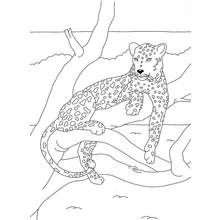 Coloriage Panthère allongée sur une branche