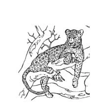 Coloriage Panthère allongée sur une branche