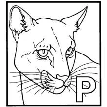 Coloriage Panthère tête de face avec la lettre P