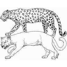 Coloriage Panthère et léopard marchant ensemble