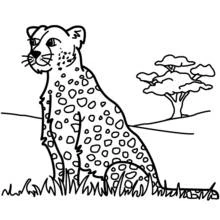 Coloriage Panthère assise dans la savane