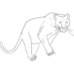 Coloriage Panthère en marche