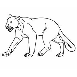 Coloriage Panthère en marche