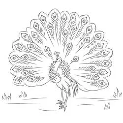 Coloriage Paon déployant sa roue de plumes
