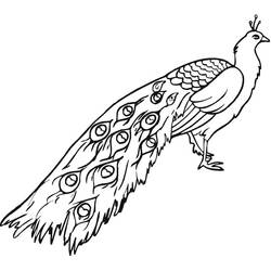Coloriage Paon à la longue traîne de plumes