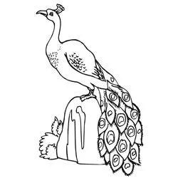 Coloriage Paon perché sur un rocher