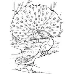 Coloriage Paon faisant la roue avec ses plumes