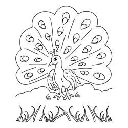 Coloriage Paon faisant la roue avec sa queue déployée