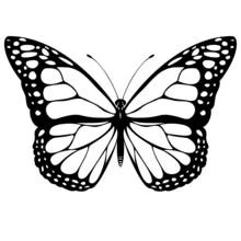 Coloriage Papillon aux ailes symétriques et motifs détaillés