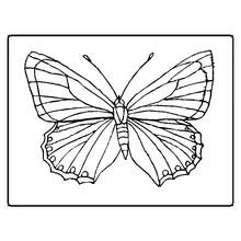 Coloriage Papillon aux ailes symétriques