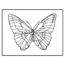 Coloriage Papillon aux ailes symétriques