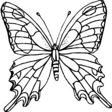 Coloriage Papillon aux ailes largement déployées et ornées