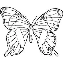 Coloriage Papillon aux ailes symétriques