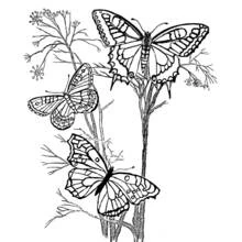 Coloriage Papillon posé avec deux autres sur des tiges sauvages