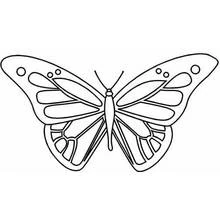 Coloriage Papillon aux ailes symétriques