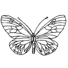 Coloriage Papillon aux ailes symétriques ornées