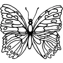 Coloriage Papillon aux ailes symétriques déployées