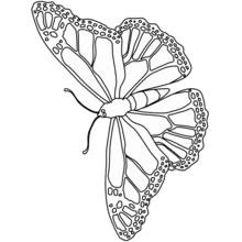 Coloriage Papillon aux ailes détaillées façon monarque