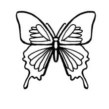 Coloriage Papillon aux ailes symétriques