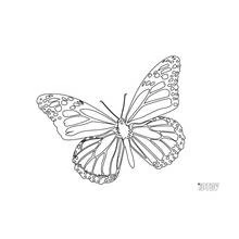 Coloriage Papillon aux ailes tachetées