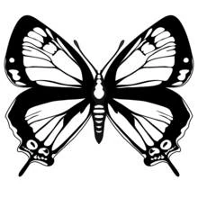 Coloriage Papillon aux ailes symétriques