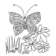 Coloriage Papillon aux ailes ornées près des marguerites