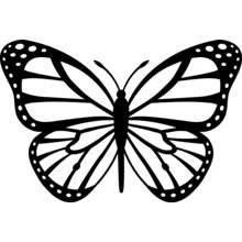 Coloriage Papillon aux ailes déployées