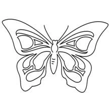 Coloriage Papillon aux ailes symétriques ornées