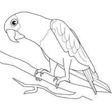 Coloriage Perroquet perché sur une branche
