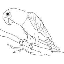 Coloriage Perroquet perché sur une branche