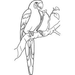 Coloriage Perroquet perché sur une branche feuillue