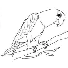 Coloriage Perroquet perché sur une branche