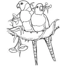Coloriage Perroquet lori et son compagnon sur une branche