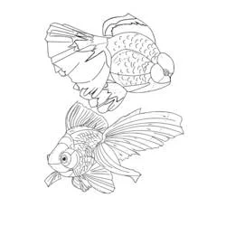 Coloriage Poisson rouge aux nageoires ondulantes