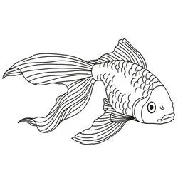 Coloriage Poisson rouge nageant avec de longues nageoires