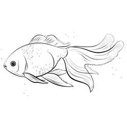 Coloriage Poisson Rouge aux nageoires ondulées