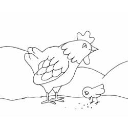 Coloriage Poule et son poussin picorant des graines