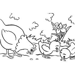 Coloriage Poule avec deux poussins picorant des grains