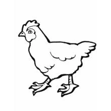 Coloriage Poule qui marche vue de profil
