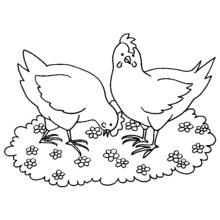 Coloriage Poule et coq picorant parmi les fleurs