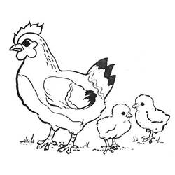 Coloriage Poule et Poussin avec maman poule et deux poussins