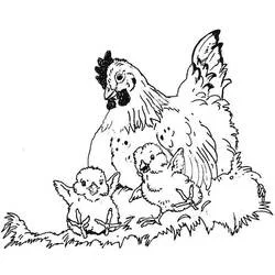 Coloriage Poule et Poussin avec deux poussins dans l'herbe