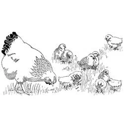 Coloriage Poule et Poussins dans l'herbe