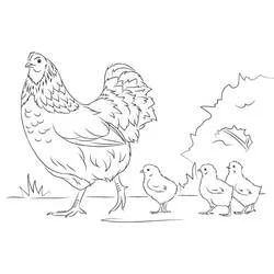 Coloriage Poule et Poussin avec trois poussins